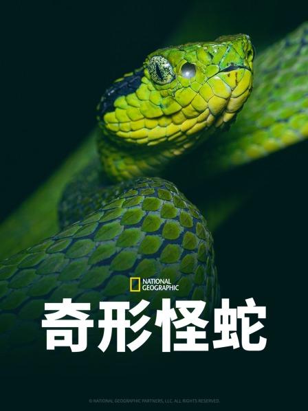 集美麻豆《奇形怪蛇》免费在线观看